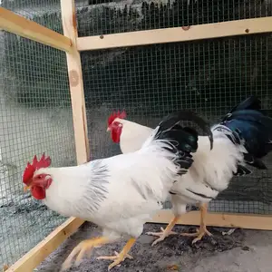 Хурусой рябушка, Исфара