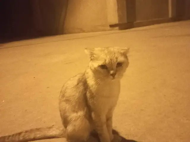 Кошка, Душанбе