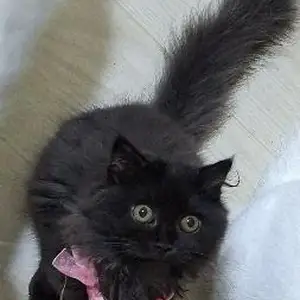 Шотландская вислоухая кошка, Худжанд