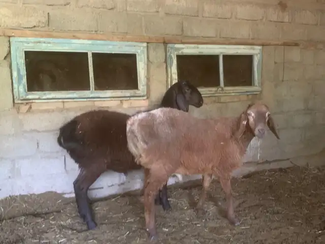 Қушқорча, Рӯдакӣ