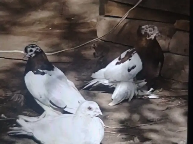 Кафтар, Душанбе
