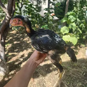 Дакан, Хуҷанд