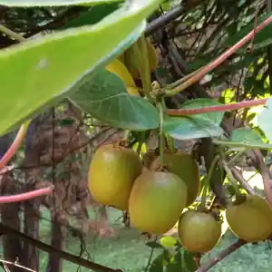 Саженцы Киви, Душанбе