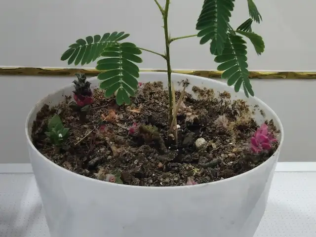 Мимоза стыдливая, Душанбе