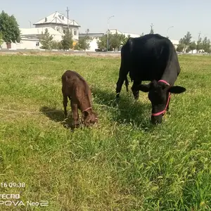 Гов, Канибадам