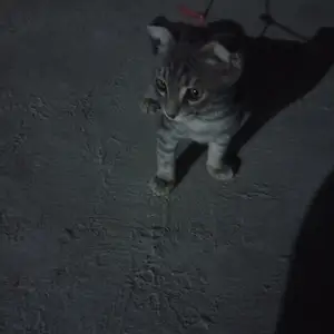 Кошки, Душанбе