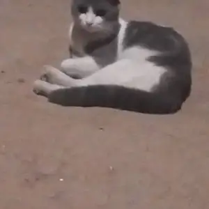 Пишак Шотландский, Душанбе