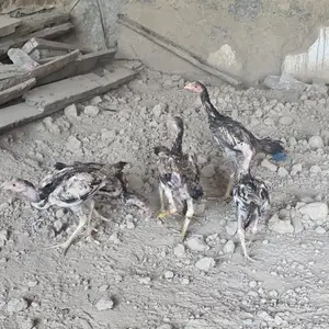 Дакан, Душанбе