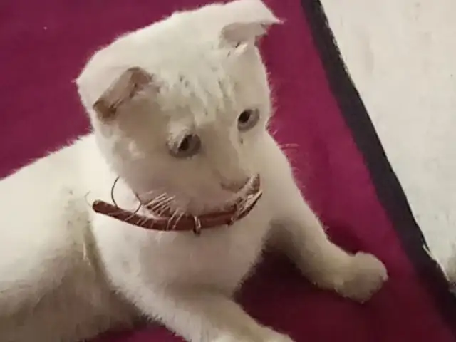 Котёнок шотландский вислоухий, Душанбе