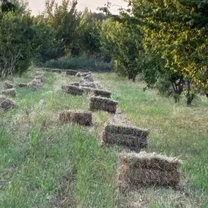 Пресс башки, Канибадам