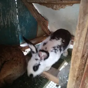 Харгӯш, Бободжон Гафуров
