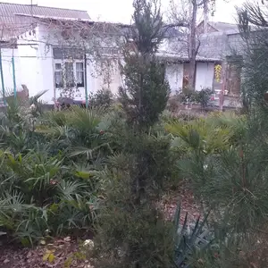 Можжевельник спираль, Худжанд