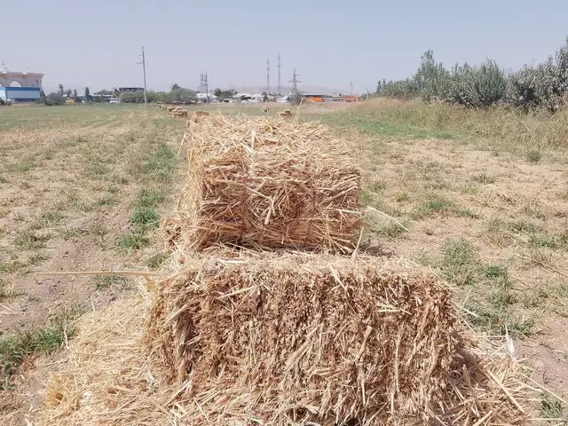 Пресси Алафи табиии, Душанбе
