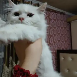 Шотланские вислоухие котята, Душанбе