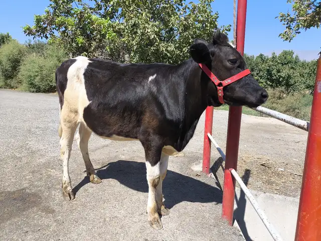 Бык чёрный пёстр, Хуҷанд