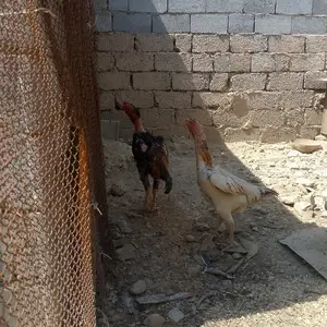 Дакан, Душанбе