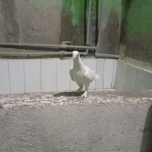 Кафтар, Варзоб