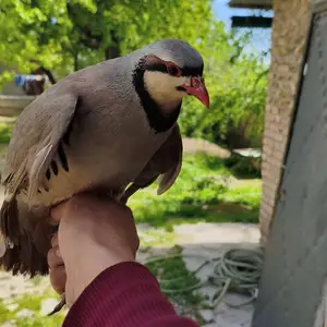 Кавк, Душанбе