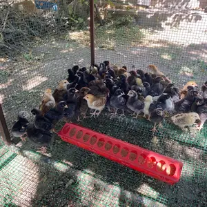 Чучахо, Ашт