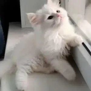 Шотландские длиношерстные котята, Душанбе