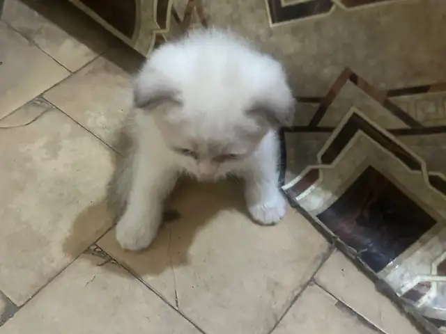 Шотландский породистый кот, Хуҷанд