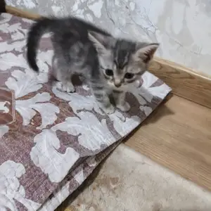 Котята, Душанбе
