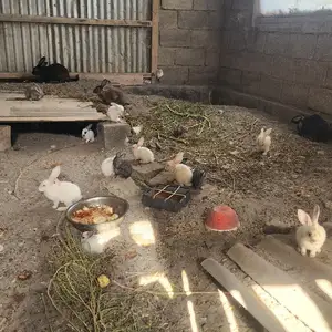 Харгушхо, Канибадам