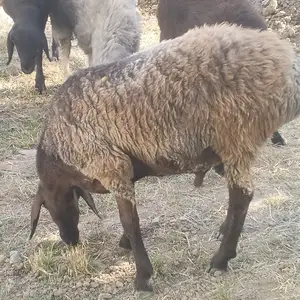 Гусфанд, Душанбе