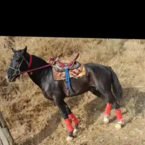 Асп, Турсунзаде