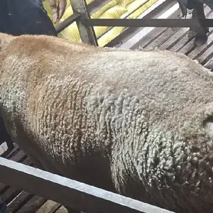 Кучкор, Худжанд
