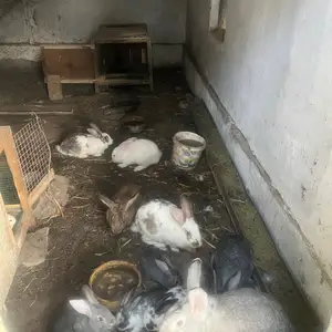 Харгушхо, Худжанд