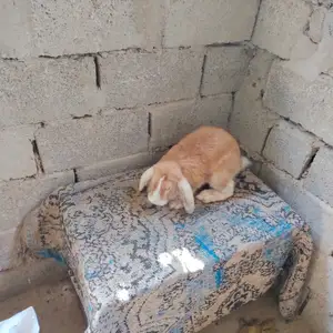 Кролик, Душанбе