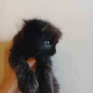Котенок Шотландская ангорка, Худжанд