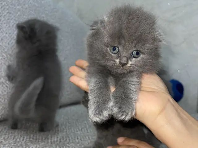 Британские кошки, Бустон (Чкаловск)