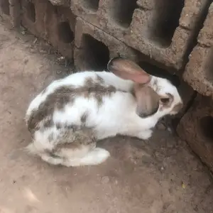 Кролик, Яван