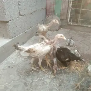 Чучаи дакан, Канибадам