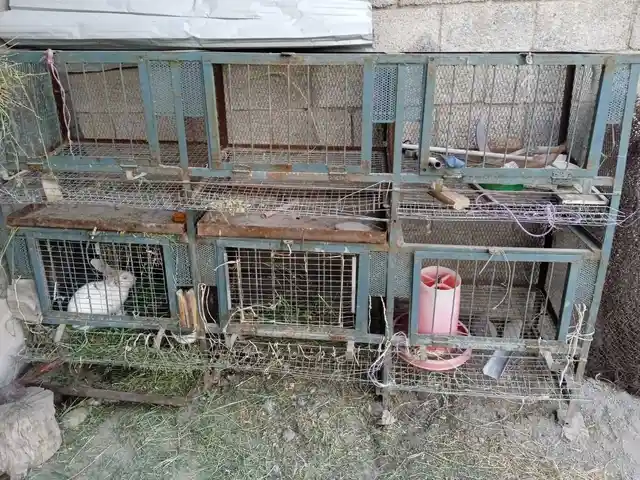 Клетка для животных, Турсунзаде