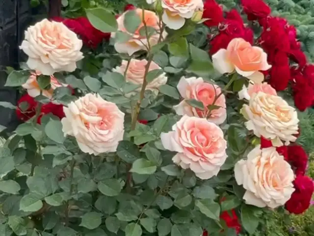Садбарг, Душанбе