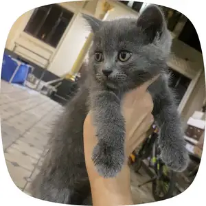 Британский котенок, Душанбе