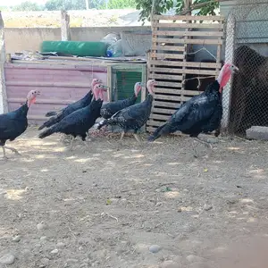 Индюки, Худжанд