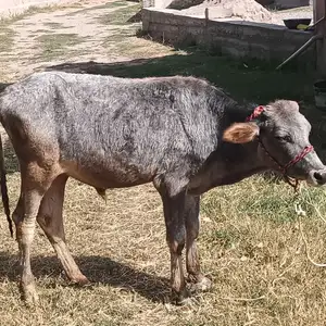 Буқа, Душанбе