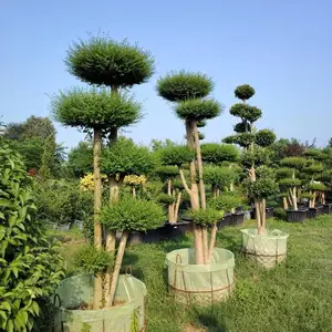 Мирта, Душанбе