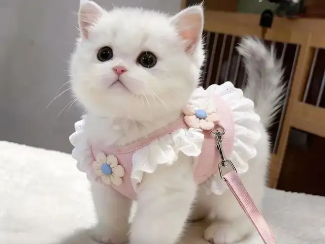 Поводок и шлейка для кошек, Душанбе