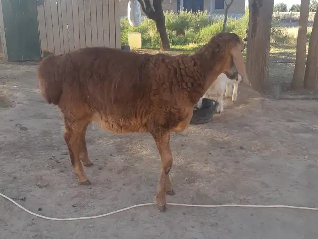 Кушкор, Худжанд
