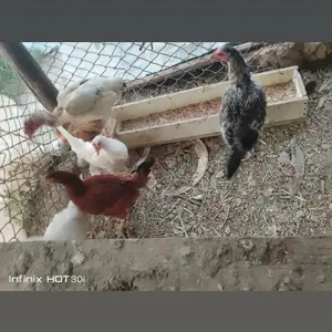 Мург, Вахдат