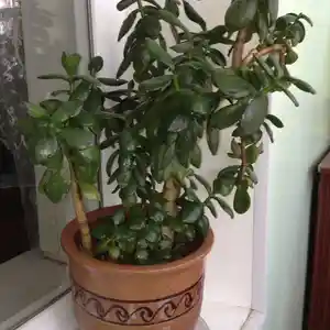 Денежное дерево, Душанбе