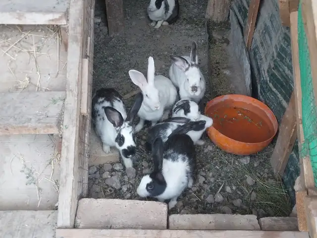 Харгуш, Душанбе