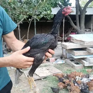 Хуруз, Спитамен