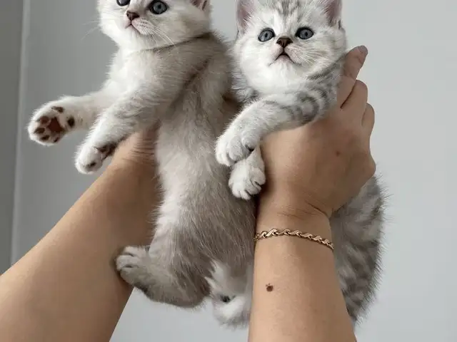 Шотландский прямоухий котёнок, Душанбе