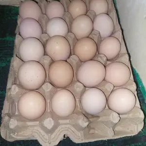 Тухми ломана браун корейский, Восеъ
